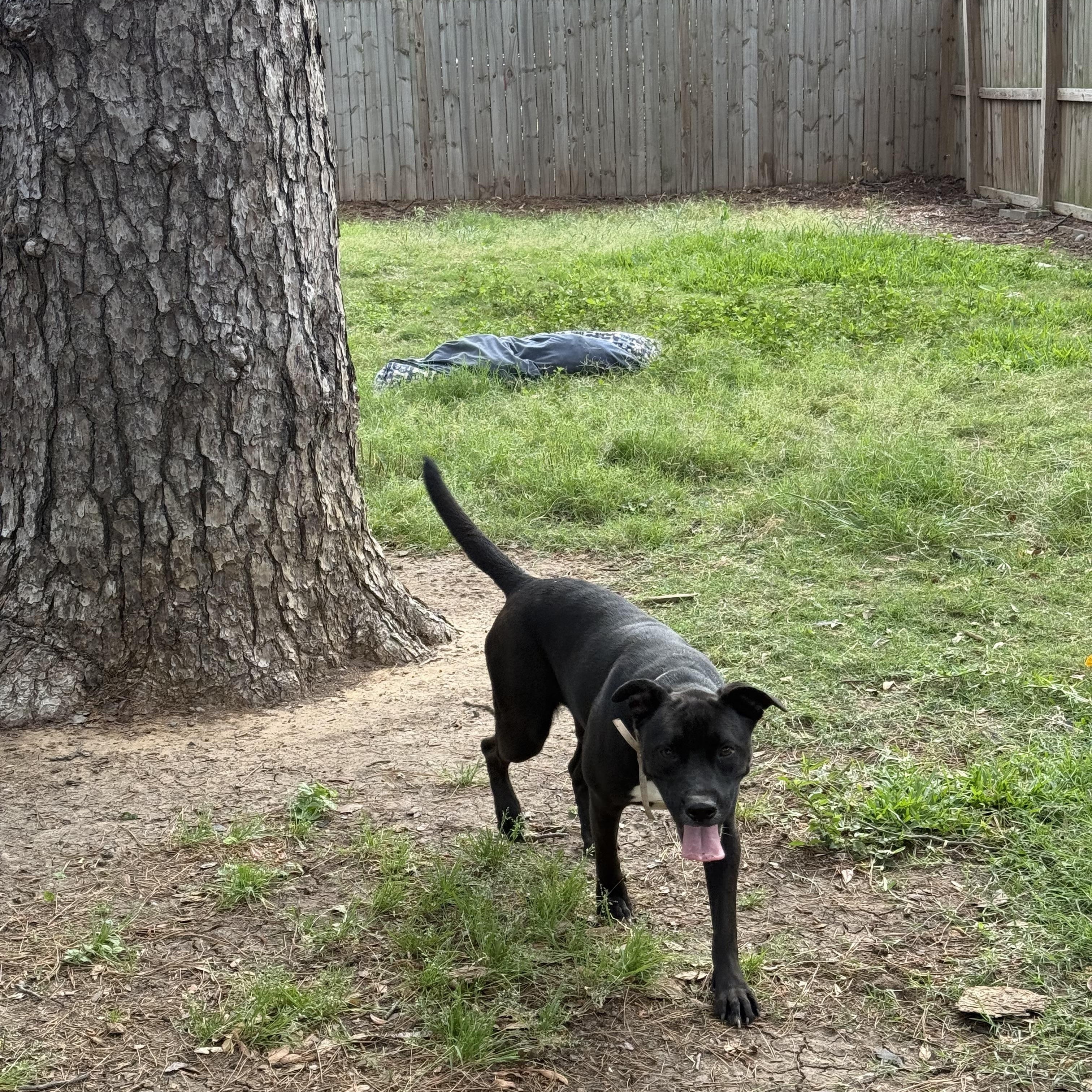 Enlarge MALIAH, a ADOPTABLE mixed breed in Annandale, VA image 4/4