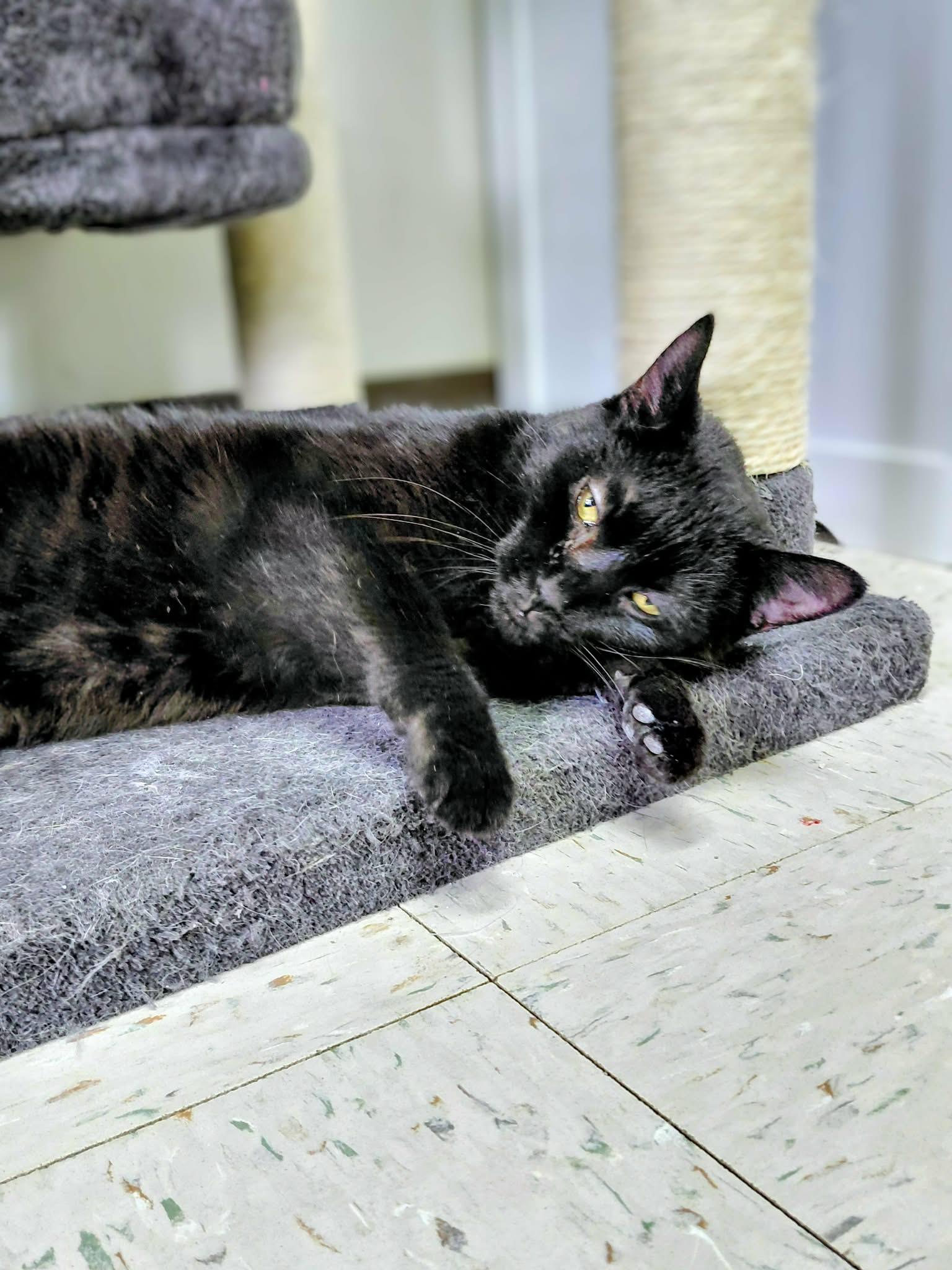 Enlarge Onyx, a Adoptable Domestic Short Hair in Onley, VA image 2/4
