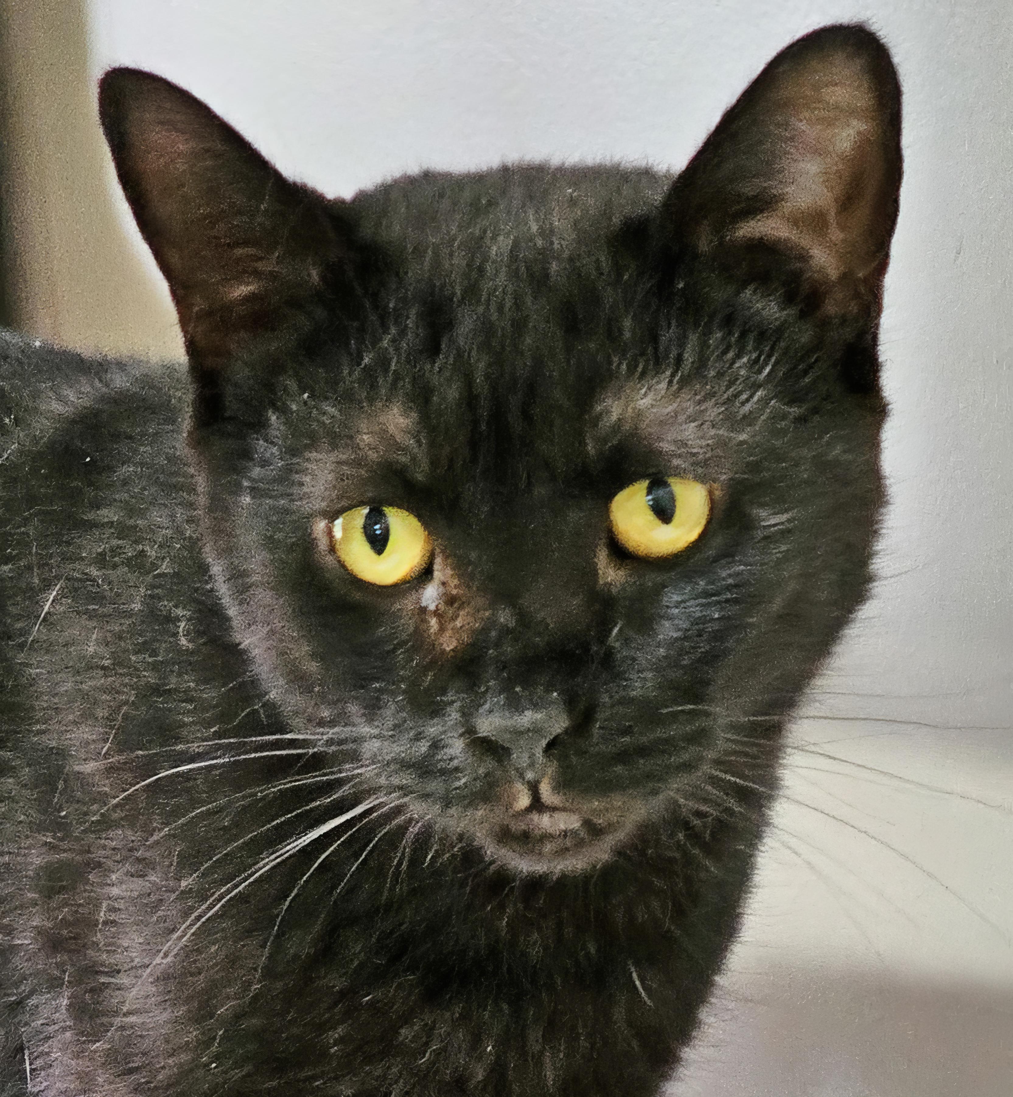 Enlarge Onyx, a Adopted Domestic Short Hair in Onley, VA image 6/6
