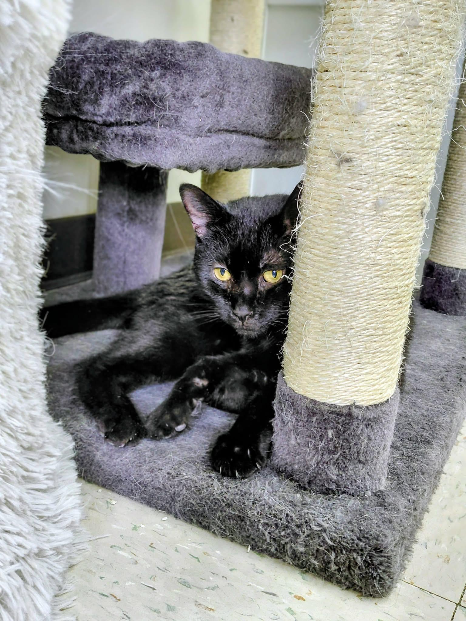 Onyx, Adopted, Young Female Domestic Short Hair.