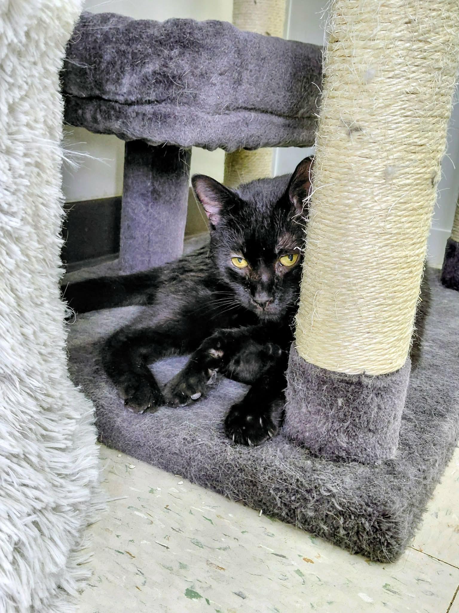 Enlarge Onyx, a Adoptable Domestic Short Hair in Onley, VA image 3/4