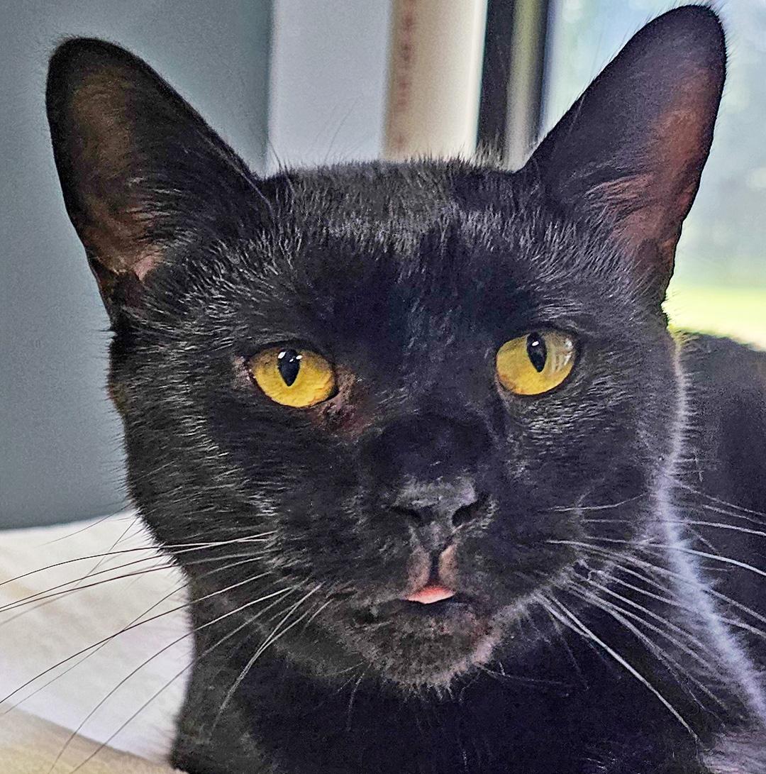 Enlarge Onyx, a Adopted Domestic Short Hair in Onley, VA image 4/6