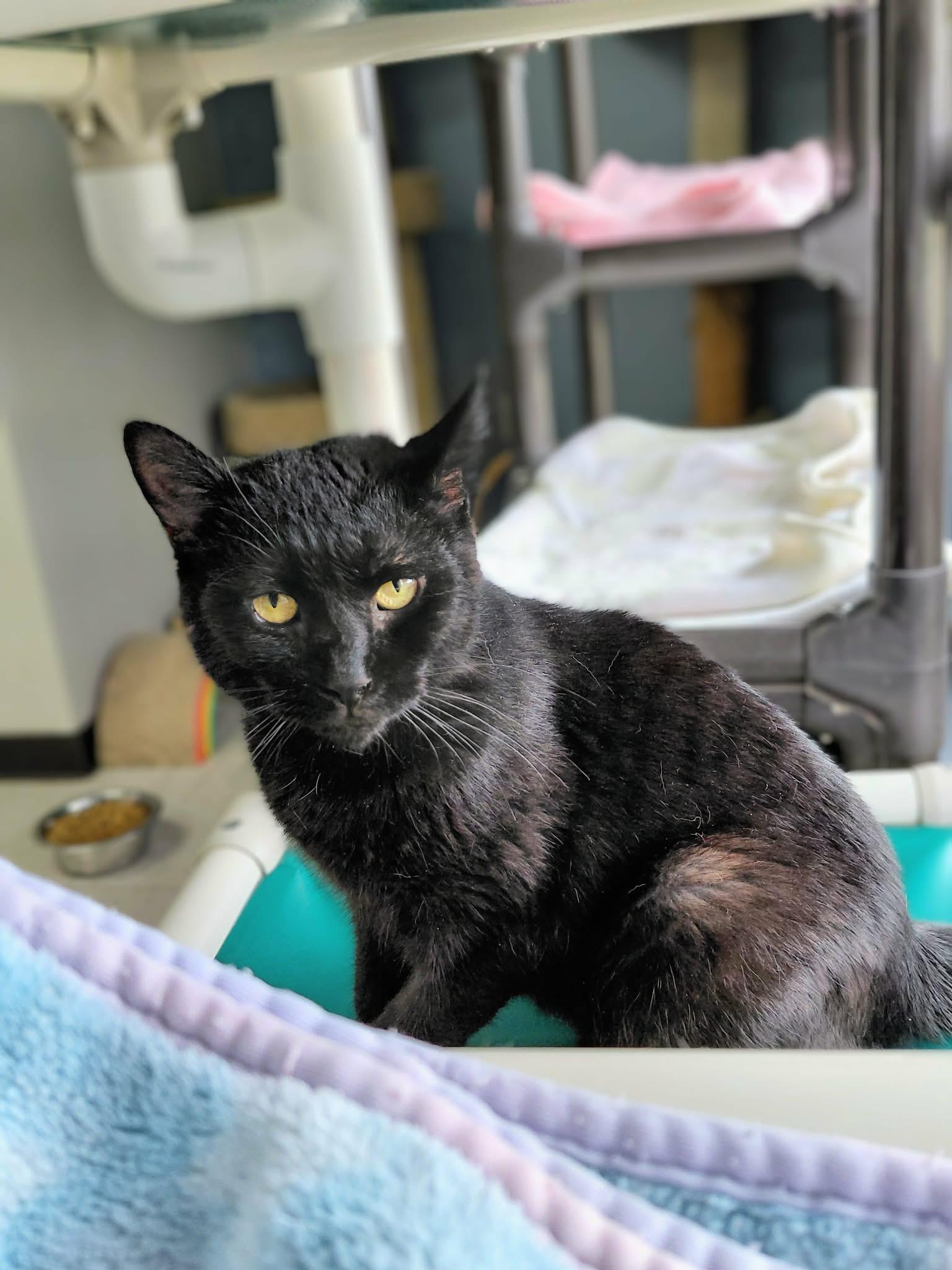 Onyx, Adoptable, Young Female Domestic Short Hair.