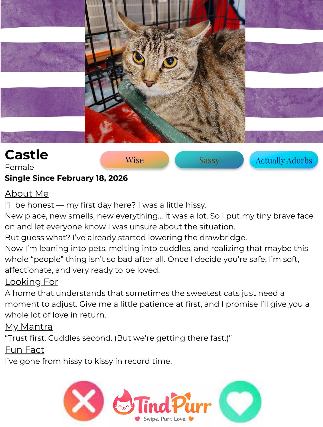 Enlarge Castle, an adopted Domestic Short Hair in Indiana, PA image 2/2