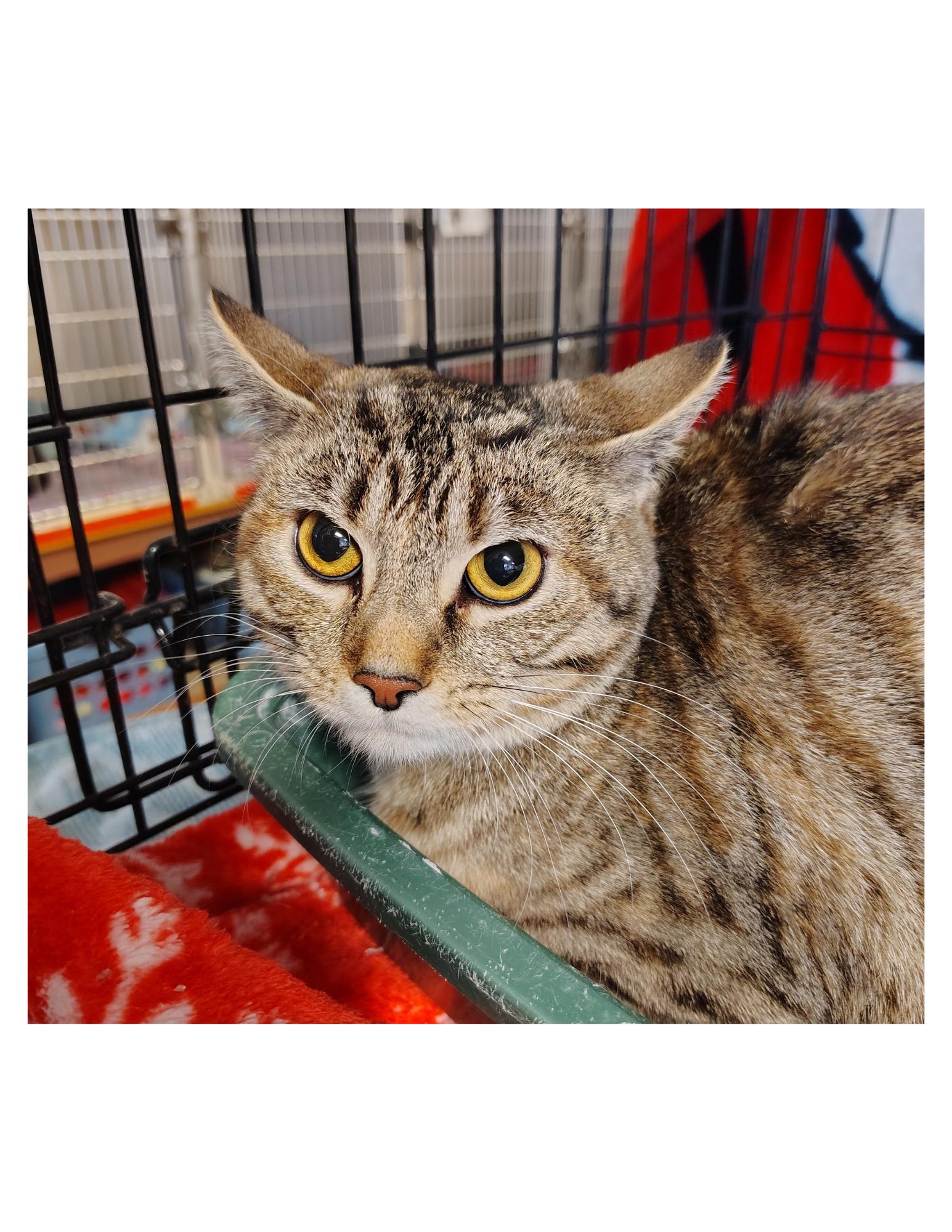 Enlarge Castle, an adopted Domestic Short Hair in Indiana, PA image 1/2