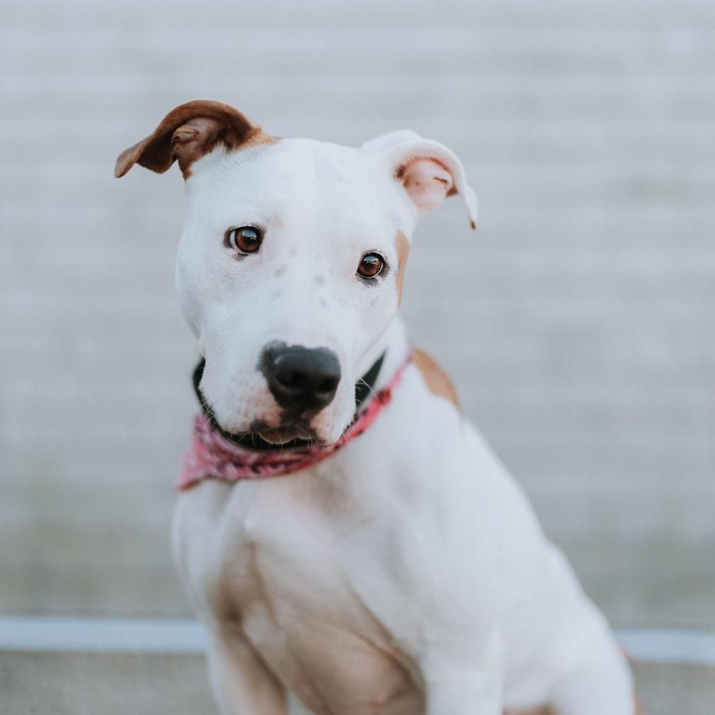 Clover, Adoptable, Senior Female Pit Bull Terrier & Mixed Breed.
