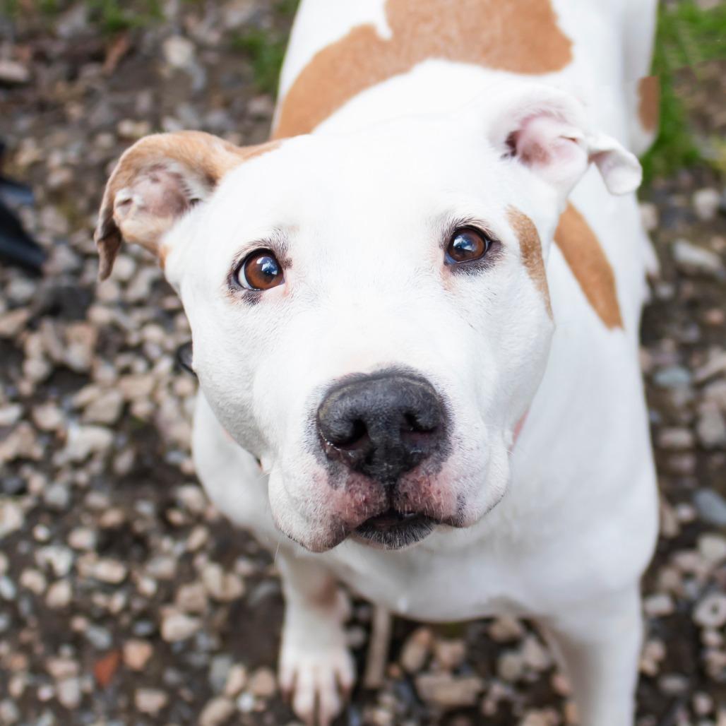 Clover, Adoptable, Senior Female Pit Bull Terrier.