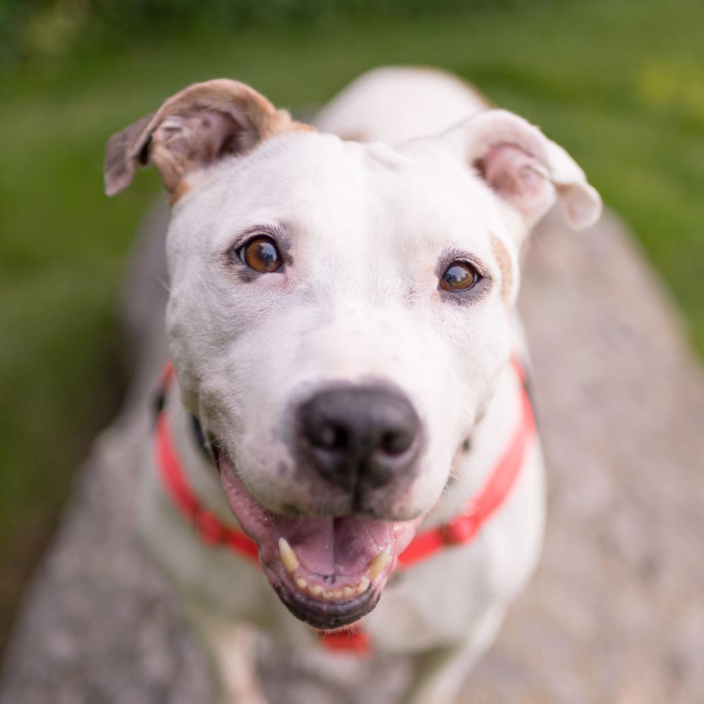 Enlarge Clover, a Adoptable mixed breed in Middletown, RI image 2/4