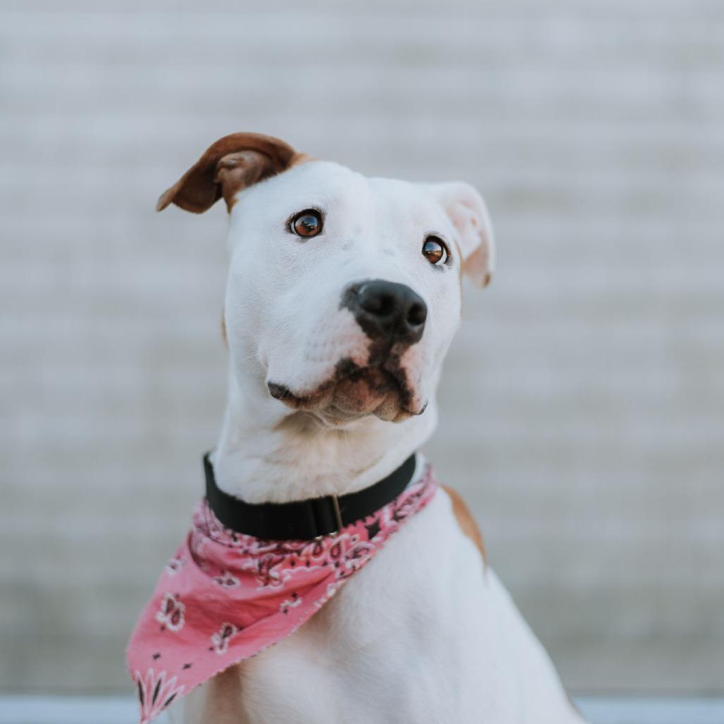 Enlarge Clover, a Adoptable mixed breed in Middletown, RI image 3/5