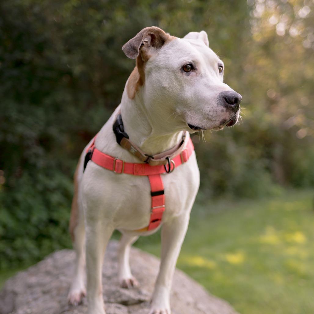 Enlarge Clover, a Adoptable mixed breed in Middletown, RI image 3/4