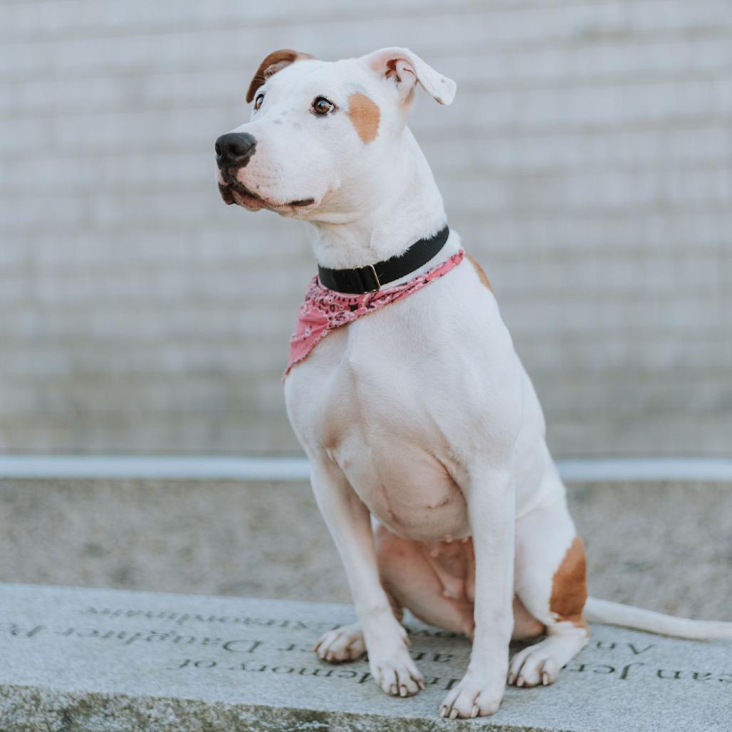 Enlarge Clover, a Adoptable mixed breed in Middletown, RI image 4/5