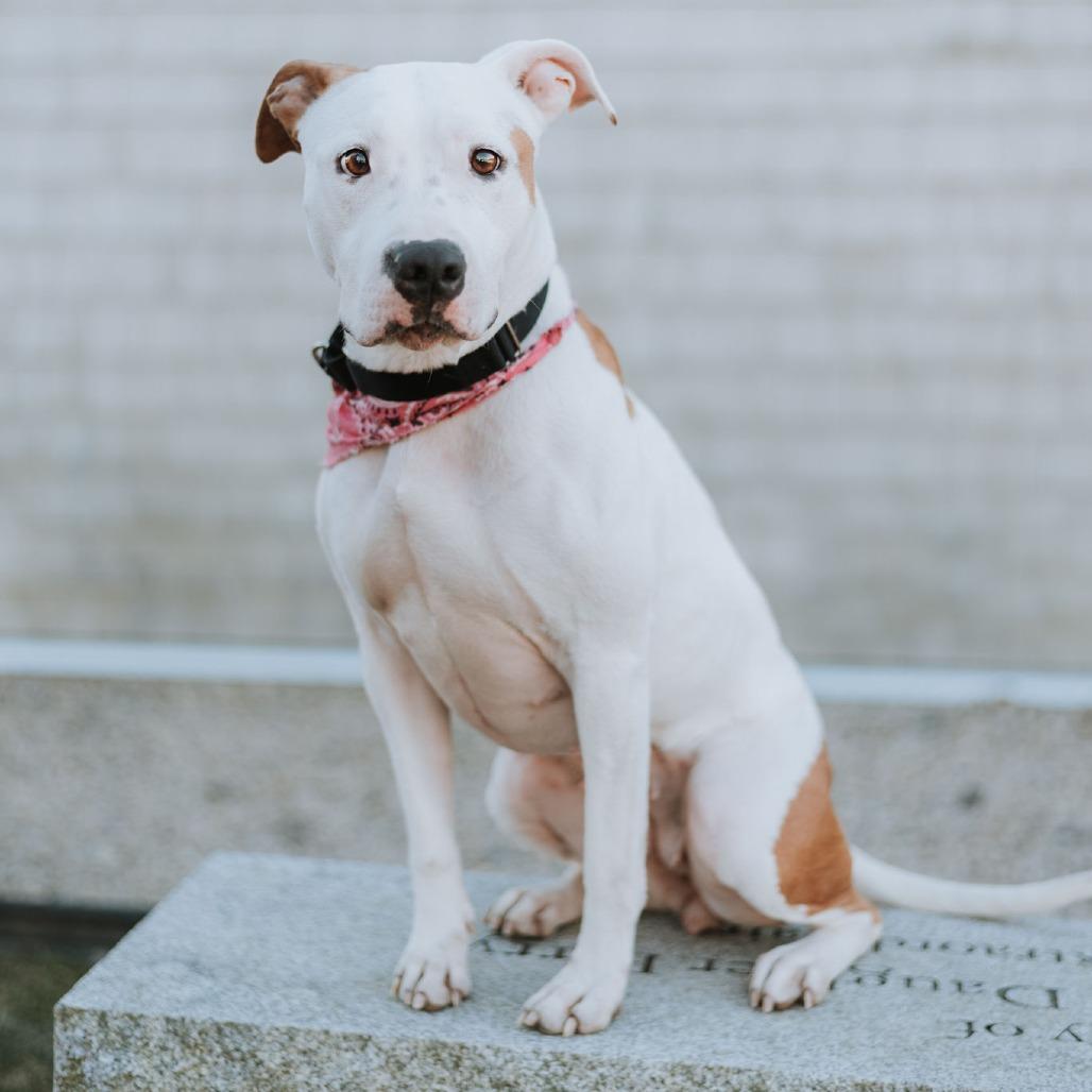 Enlarge Clover, a Adoptable mixed breed in Middletown, RI image 5/5
