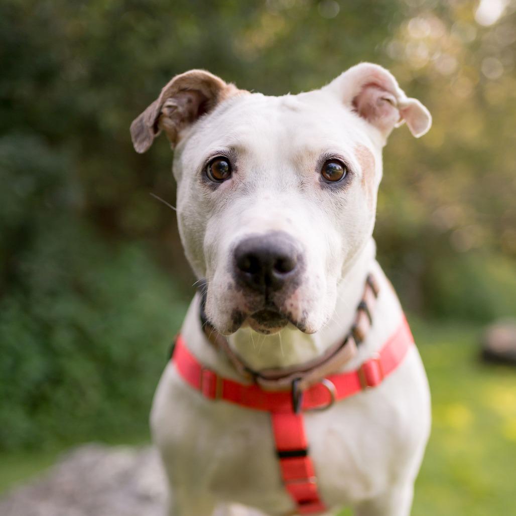 Enlarge Clover, a Adoptable mixed breed in Middletown, RI image 4/4