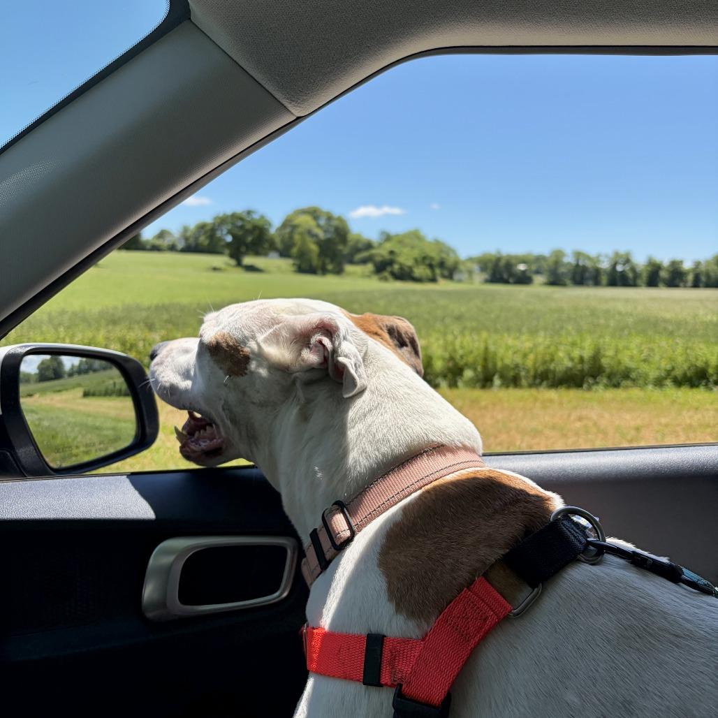 Clover, a Adoptable mixed breed in Middletown, RI image 6/6