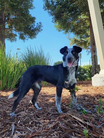 JEWEL, Adoptable, Young Female Border Collie & Mixed Breed.