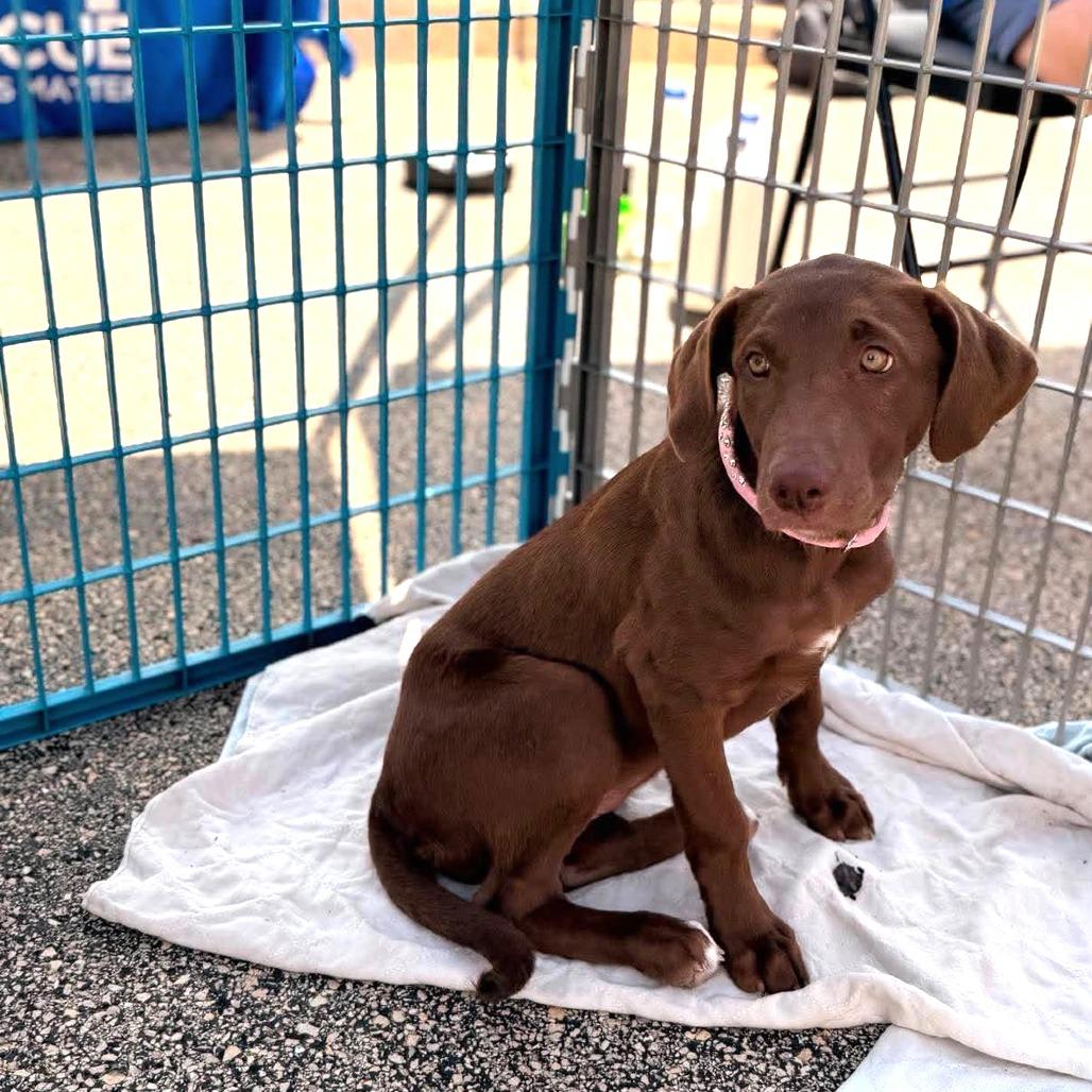 Violet, Adoptable, Puppy Female Mixed Breed.