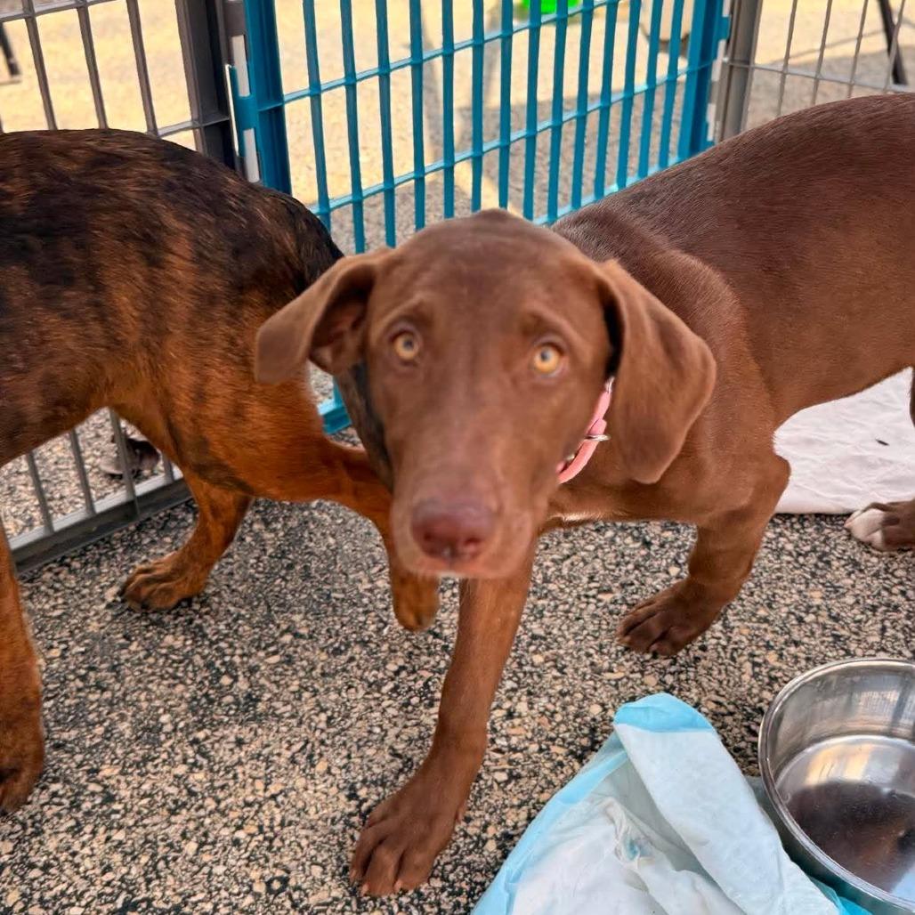 Violet, a Adoptable Mixed Breed in Joliet, IL image 2/4