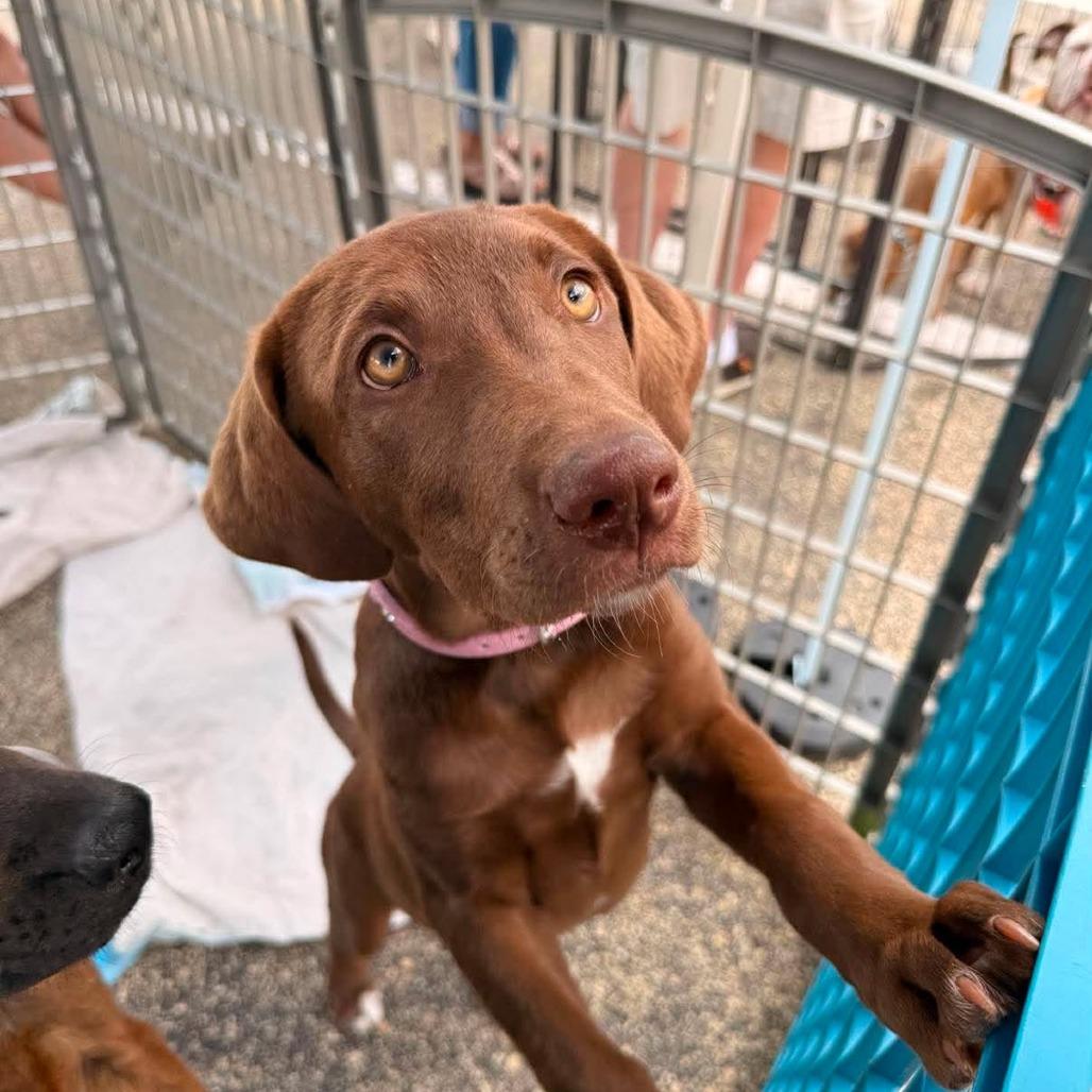 Violet, a Adoptable Mixed Breed in Joliet, IL image 3/4