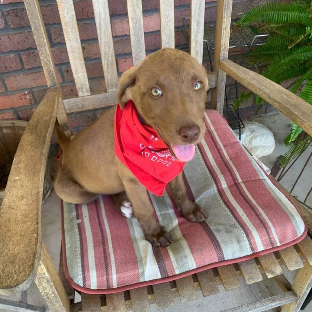 Violet, a Adoptable Mixed Breed in Joliet, IL image 4/4