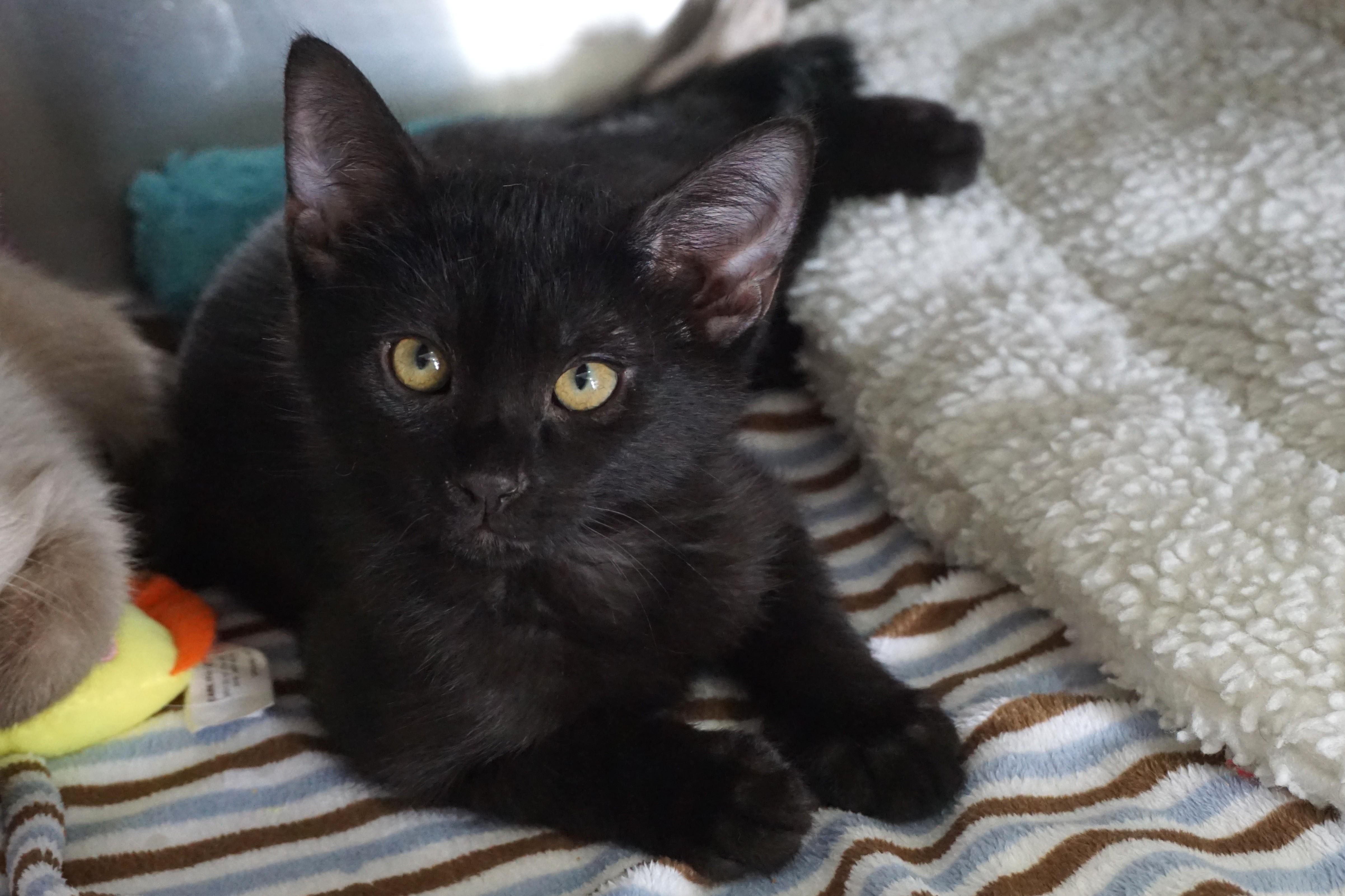Enlarge Tourmaline, a ADOPTABLE Domestic Short Hair in Fountain Hills, AZ image 2/3