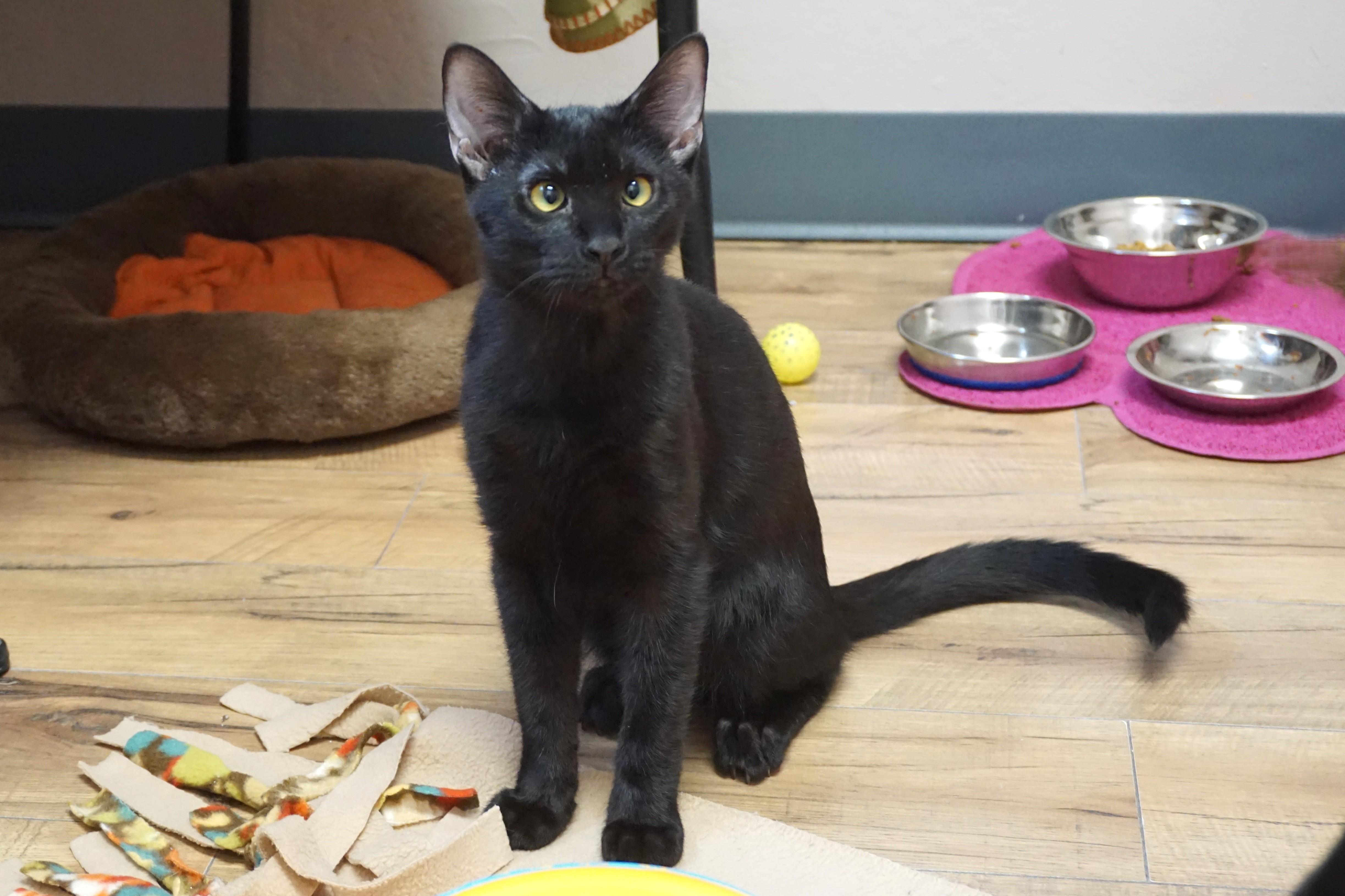 Tourmaline, a ADOPTABLE Domestic Short Hair in Fountain Hills, AZ image 1/5