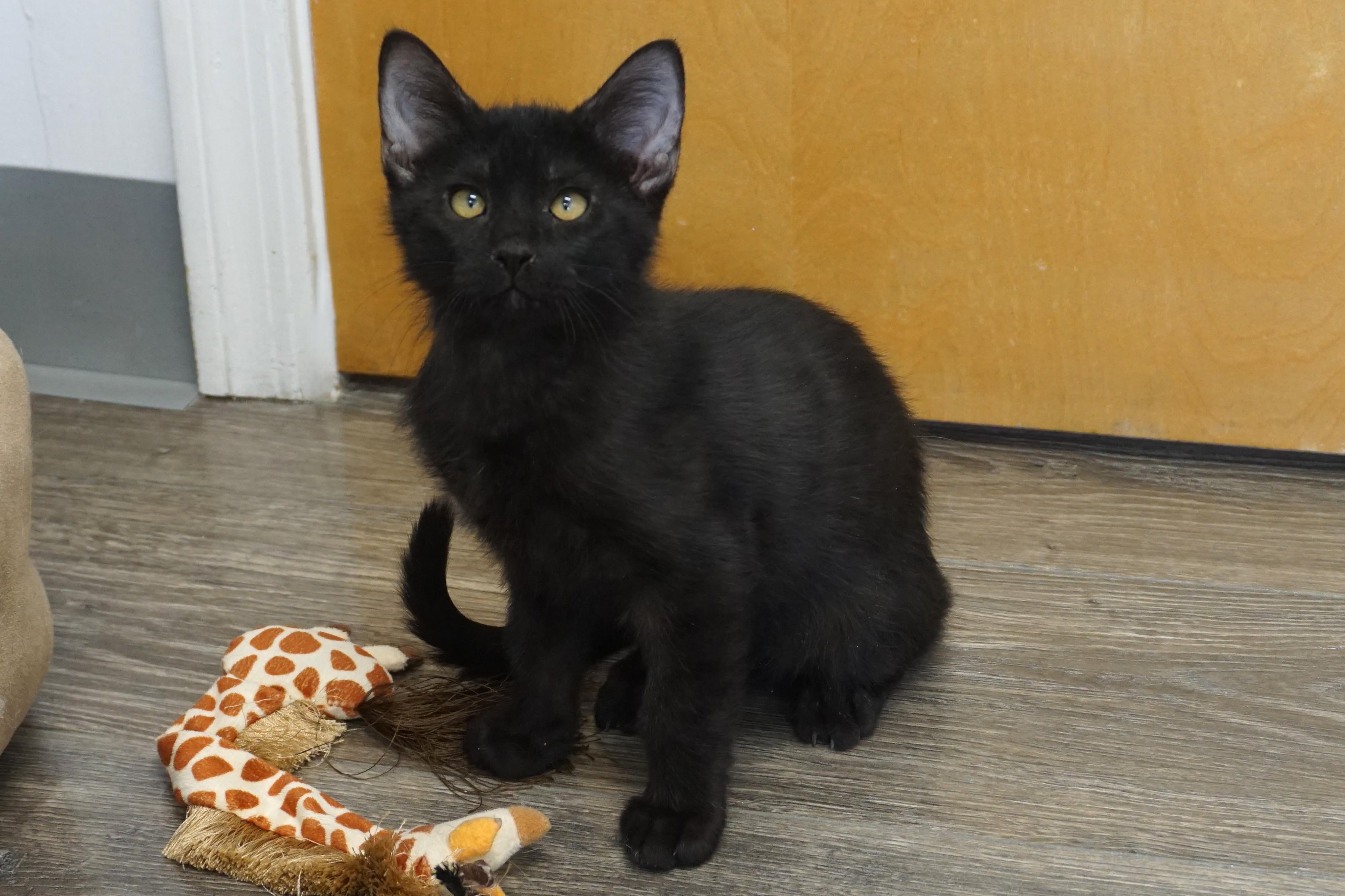 Tourmaline, ADOPTABLE, Kitten Male Domestic Short Hair.