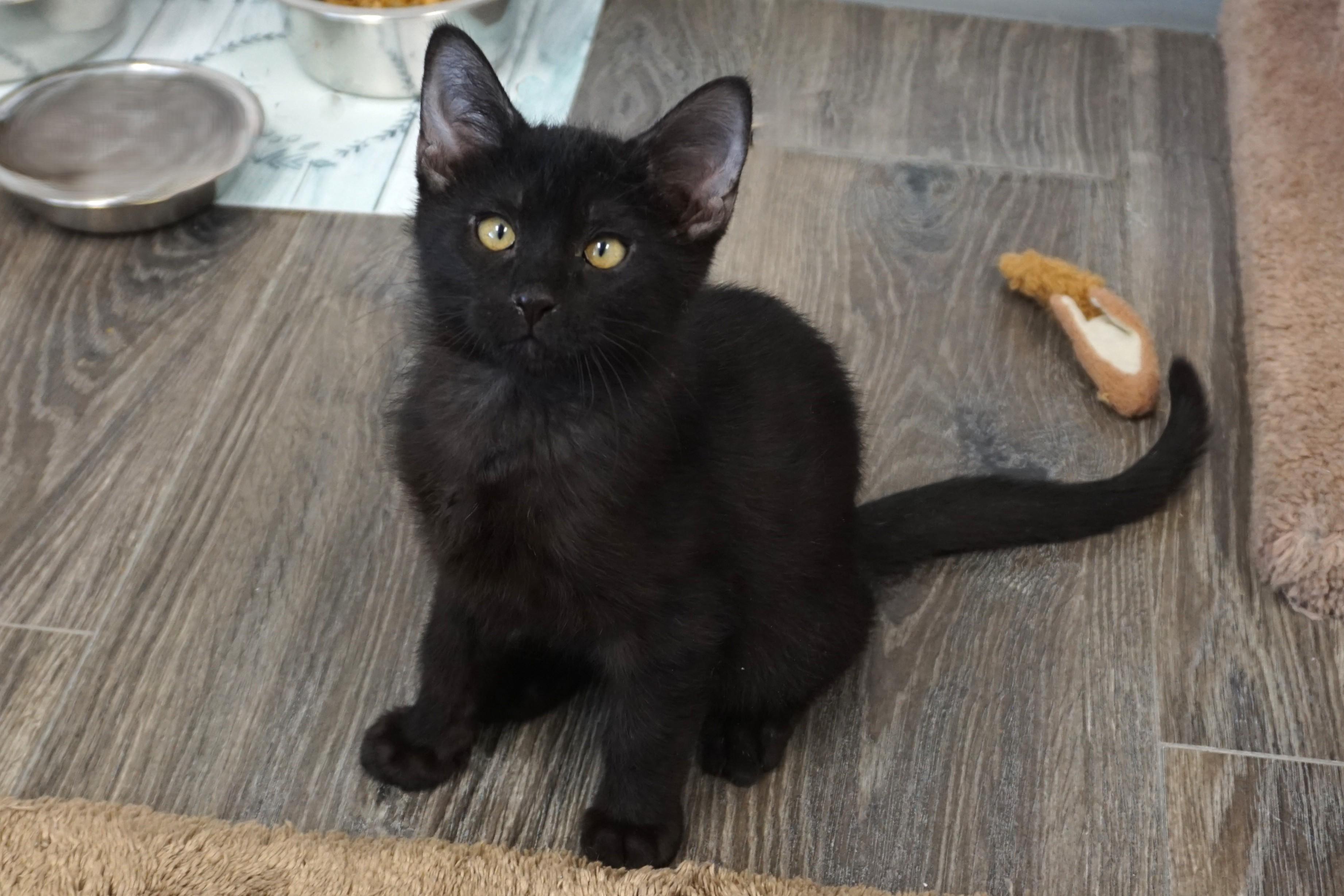 Enlarge Tourmaline, a ADOPTABLE Domestic Short Hair in Fountain Hills, AZ image 2/5