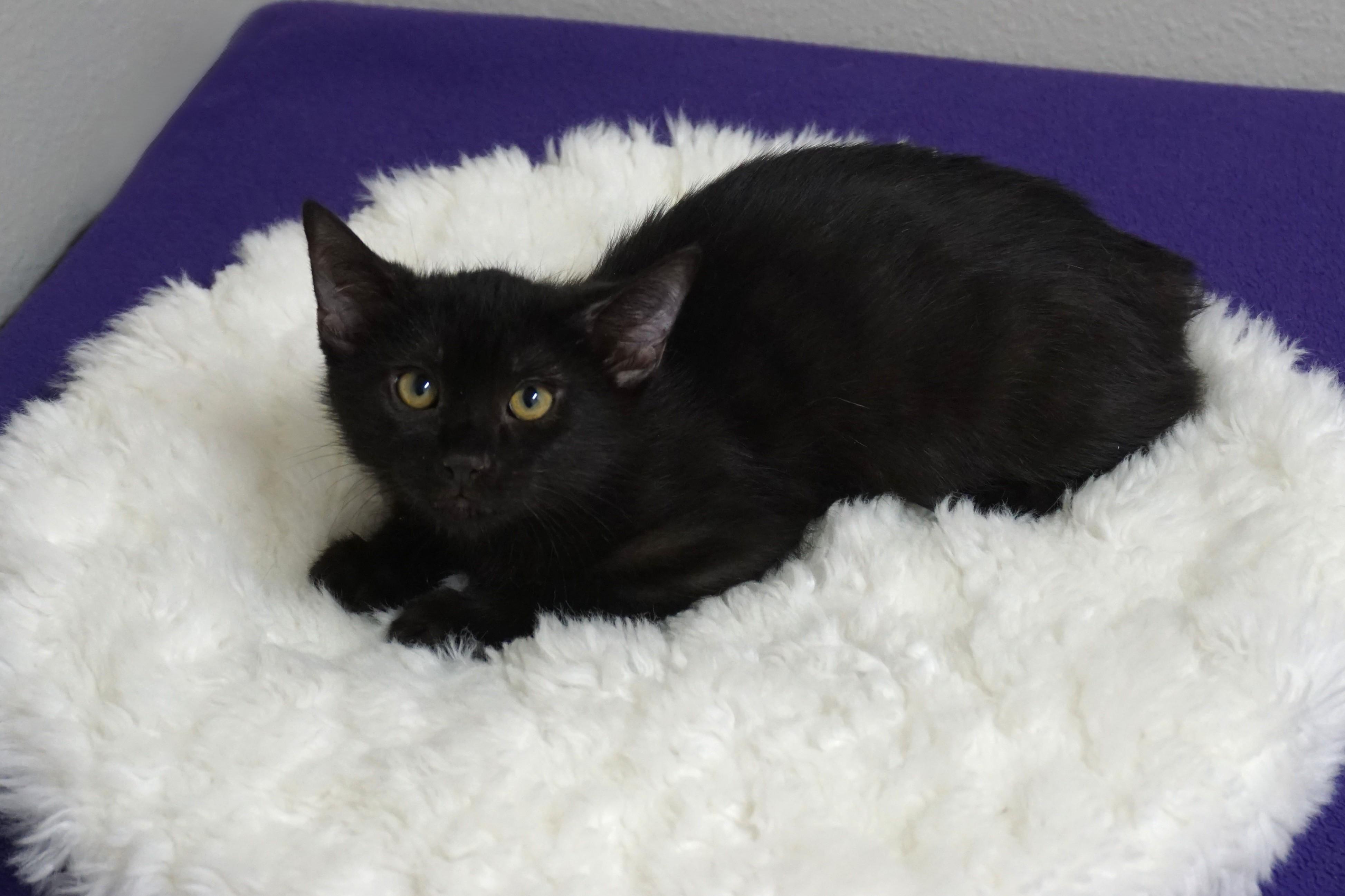 Tourmaline, ADOPTABLE, Kitten Male Domestic Short Hair.