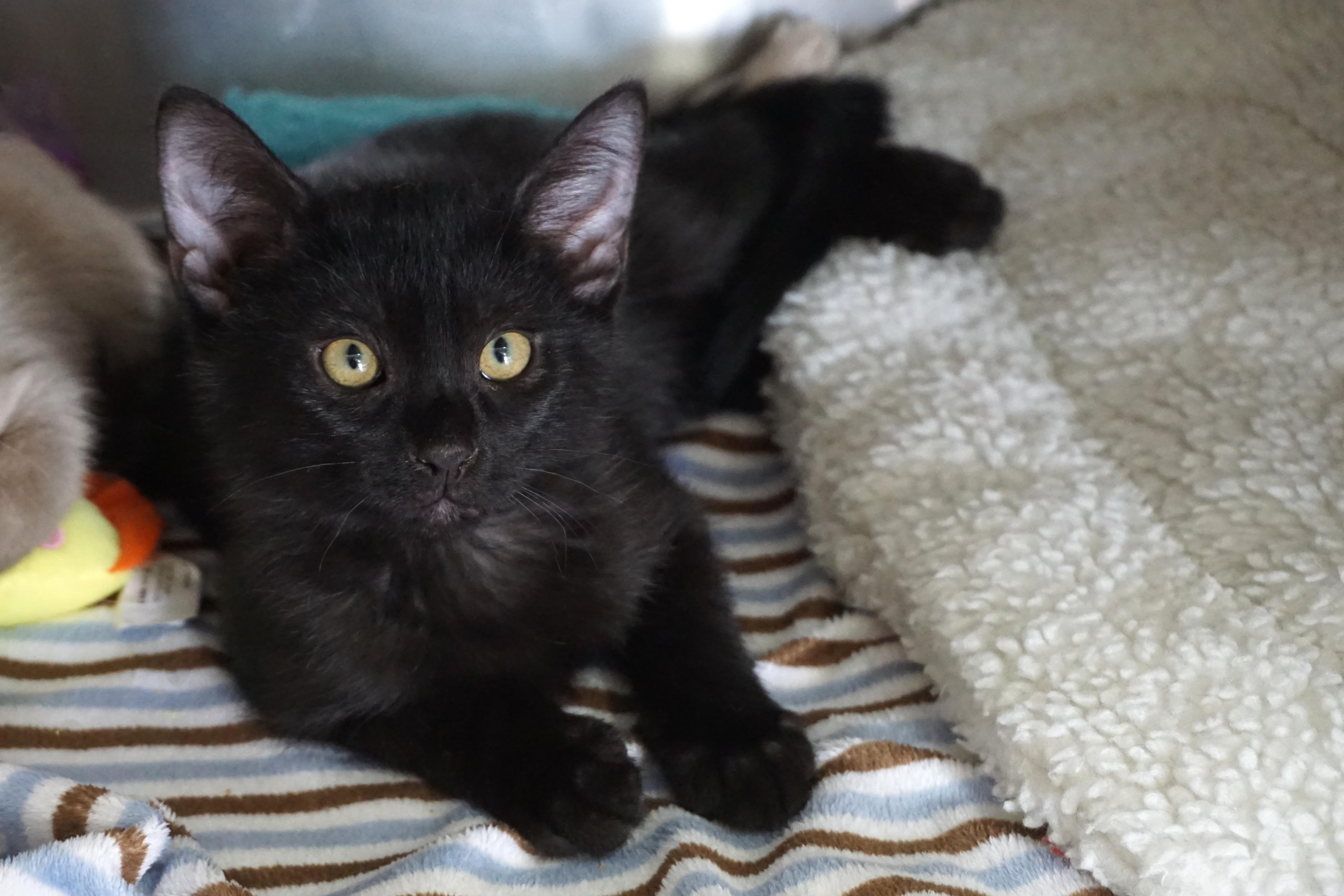 Enlarge Tourmaline, a ADOPTABLE Domestic Short Hair in Fountain Hills, AZ image 3/3