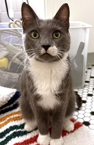 SPARK, Adoptable, Adult Female Domestic Short Hair.