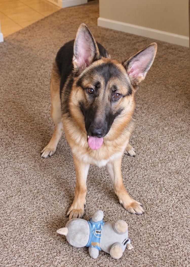 Luke, Adoptable, Young Male German Shepherd Dog.