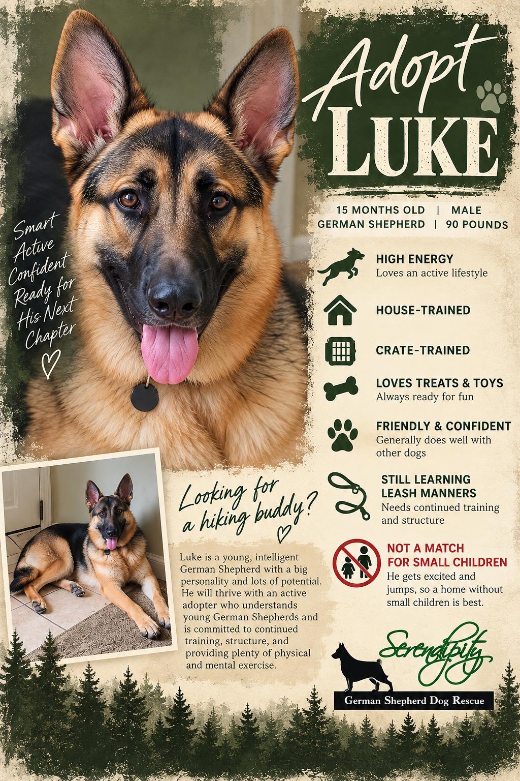 Enlarge Luke, a Adoptable German Shepherd Dog in Chesterfield, MO image 5/5
