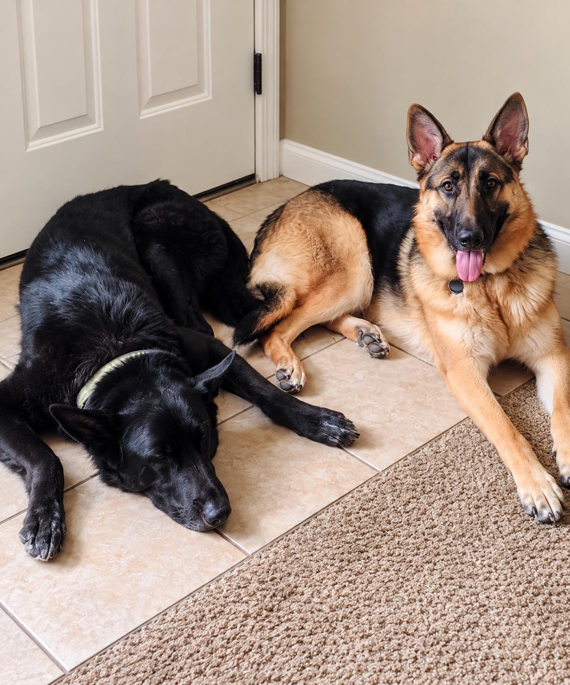 Enlarge Luke, a Adoptable German Shepherd Dog in Chesterfield, MO image 4/5