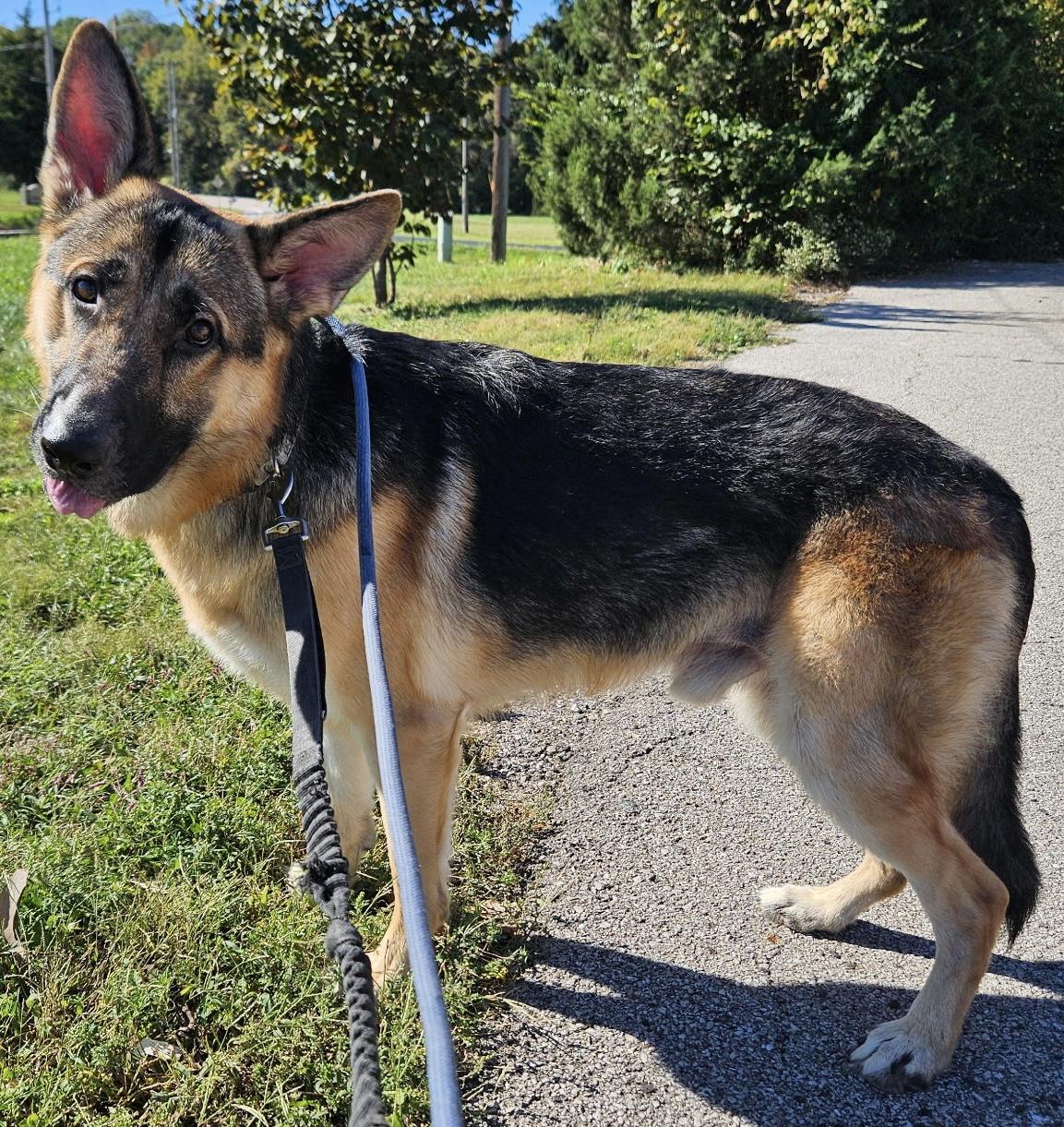 Enlarge Luke, a Adoptable German Shepherd Dog in Chesterfield, MO image 3/5