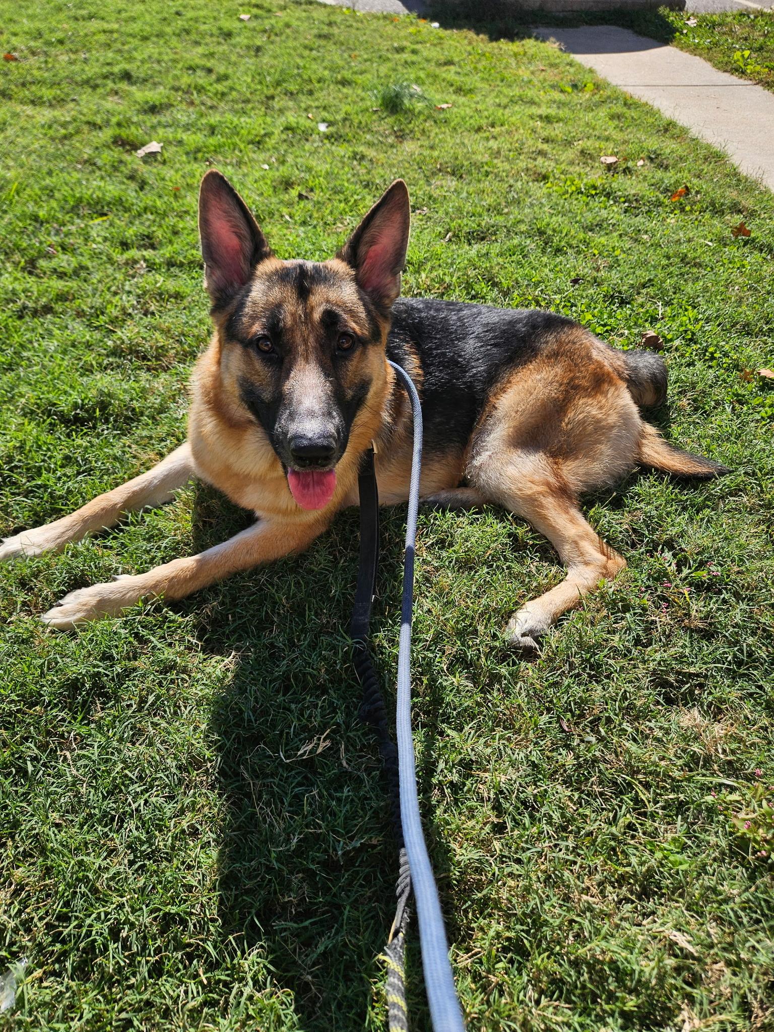 Enlarge Luke, a Adoptable German Shepherd Dog in Chesterfield, MO image 2/5