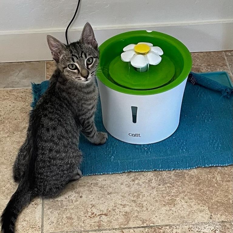 Maverick, Adoptable, Young Male Domestic Short Hair.