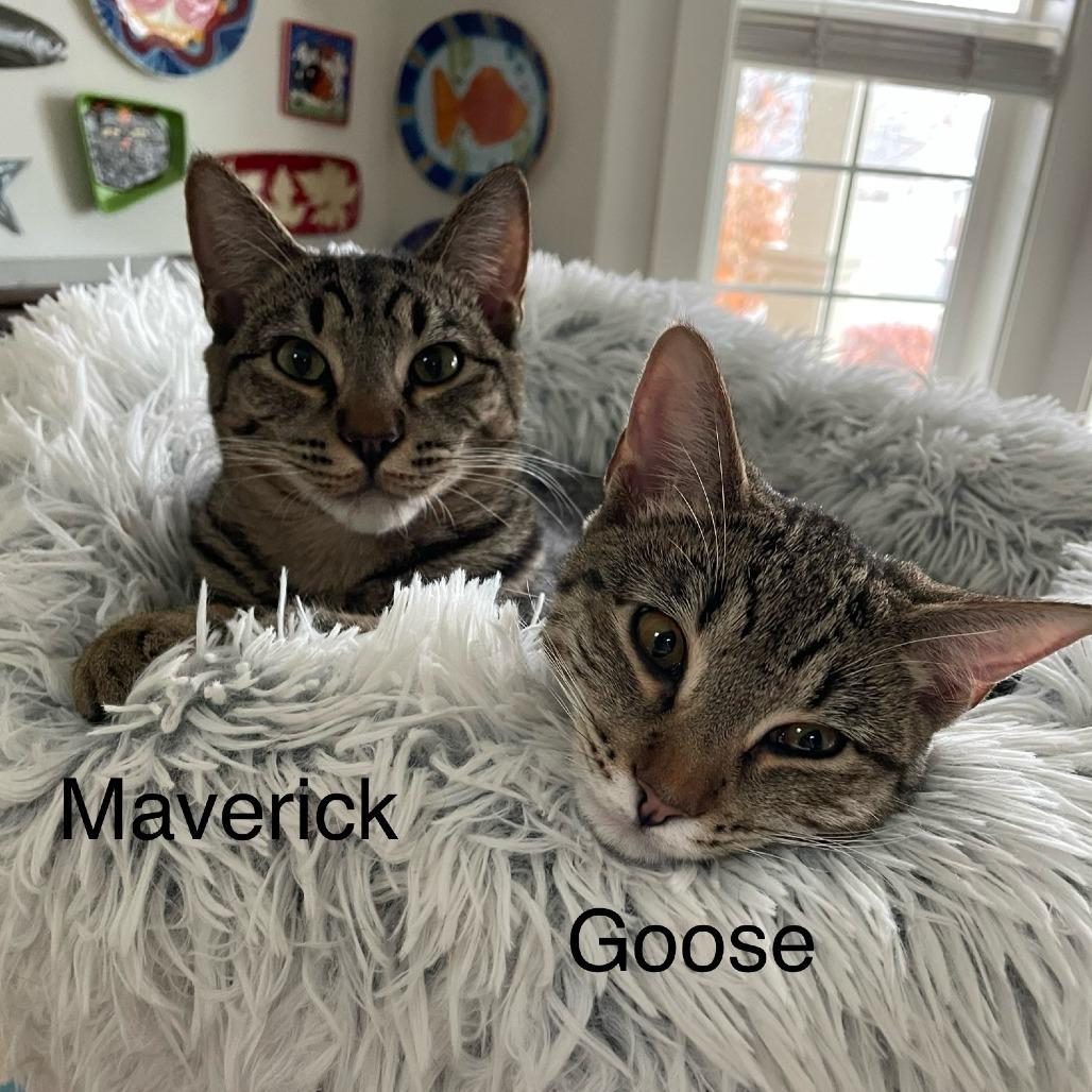 Enlarge Maverick, a Adoptable Domestic Short Hair in Ashland, OR image 2/2