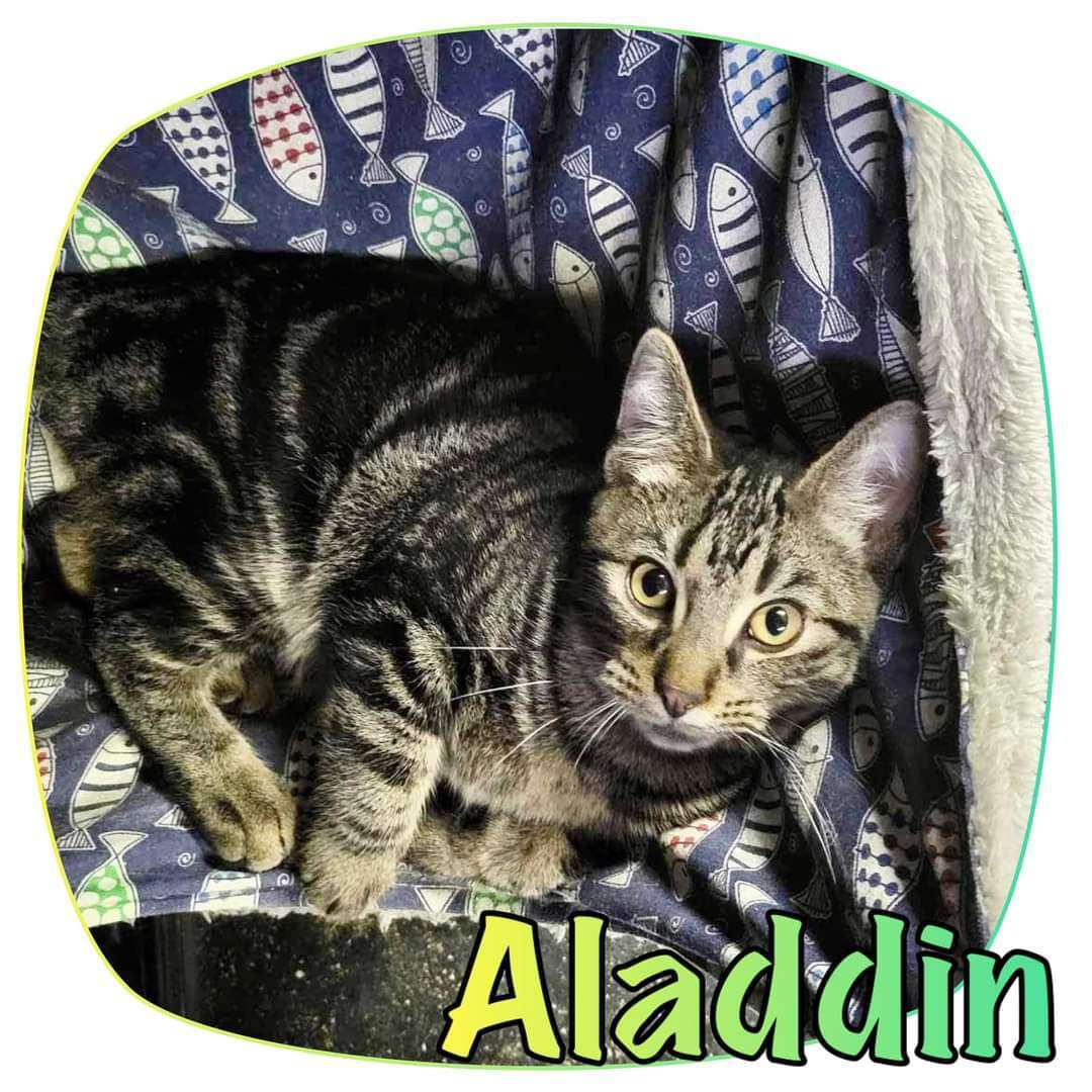 AlADDIN, Adopted, Young Male Domestic Short Hair.