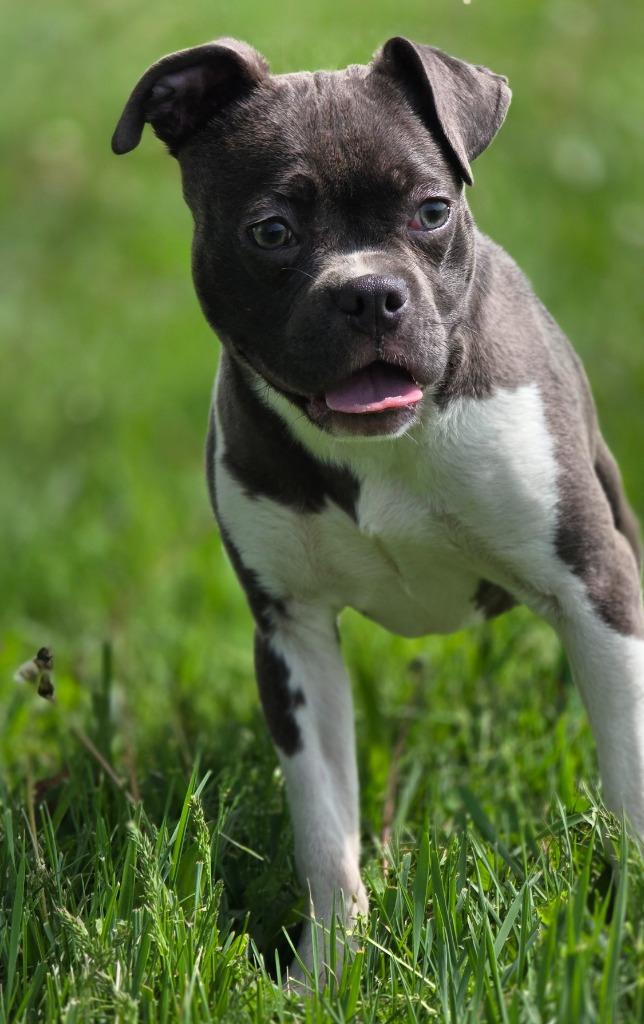 Enlarge Ally, a Adopted Pit Bull Terrier in Huntington, IN image 1/1