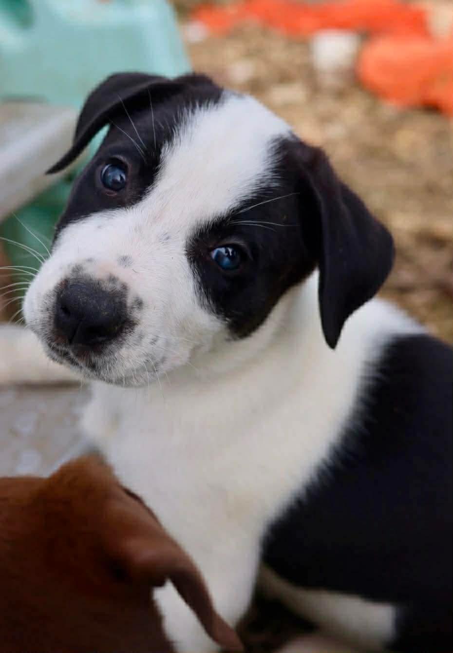 Storm, Adoptable, Young Male American Staffordshire Terrier.
