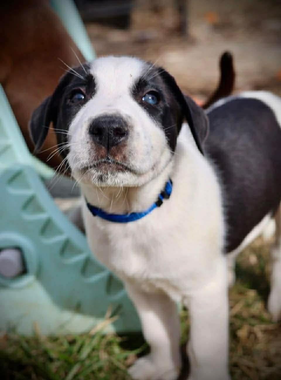 Enlarge Storm, a Adoptable American Staffordshire Terrier in Duluth, MN image 3/3