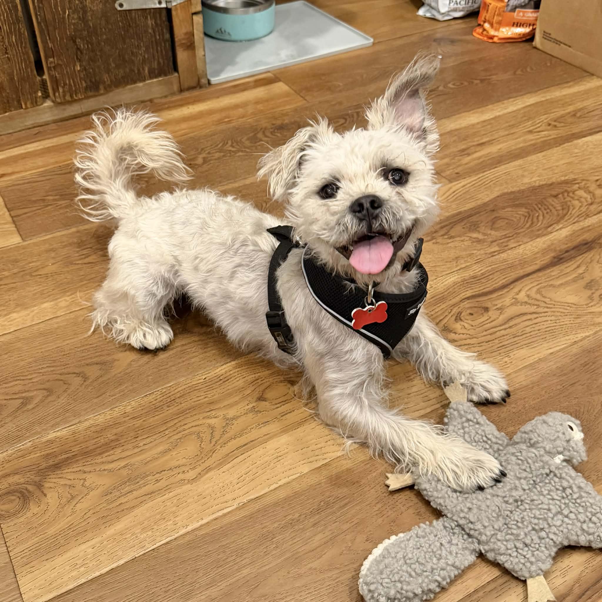 Clifford, ADOPTABLE, Young Male West Highland White Terrier / Westie & Shih Tzu.