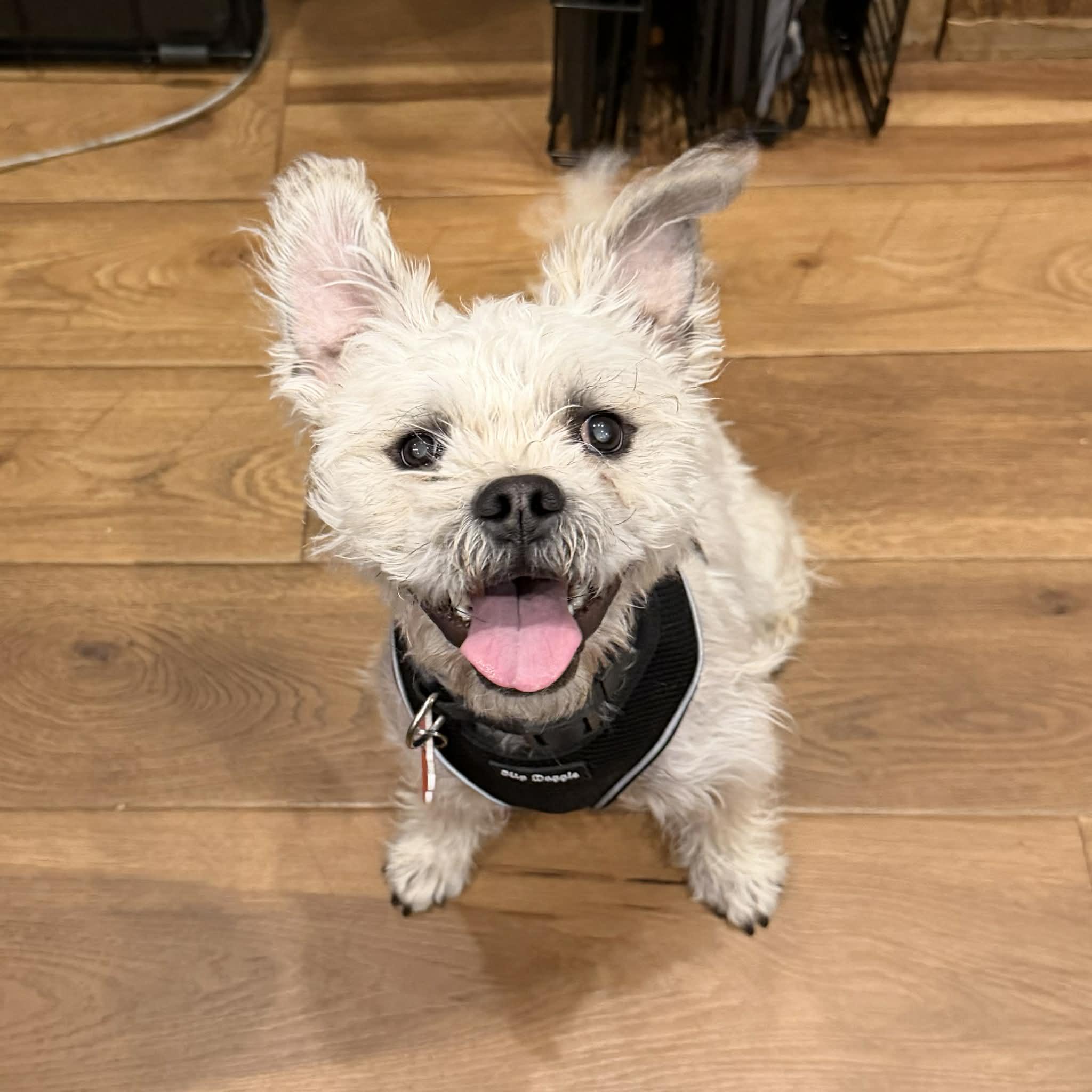 Enlarge Clifford, an adopted mixed breed in Boulder, CO image 5/5