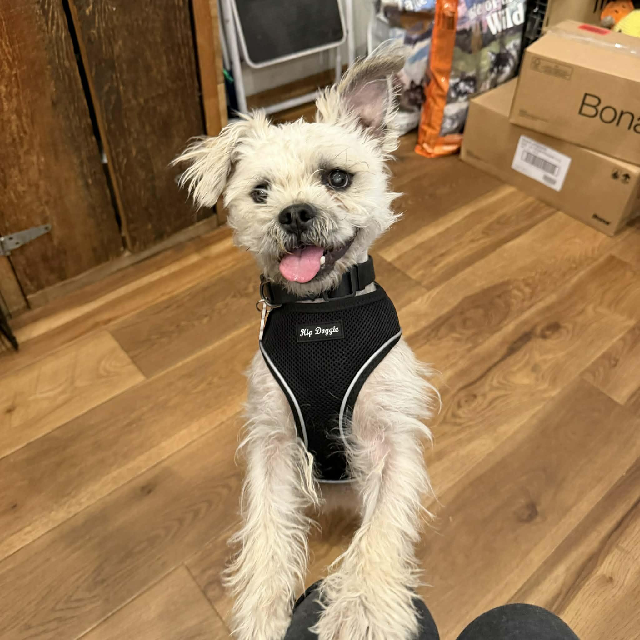 Enlarge Clifford, an adopted mixed breed in Boulder, CO image 3/5