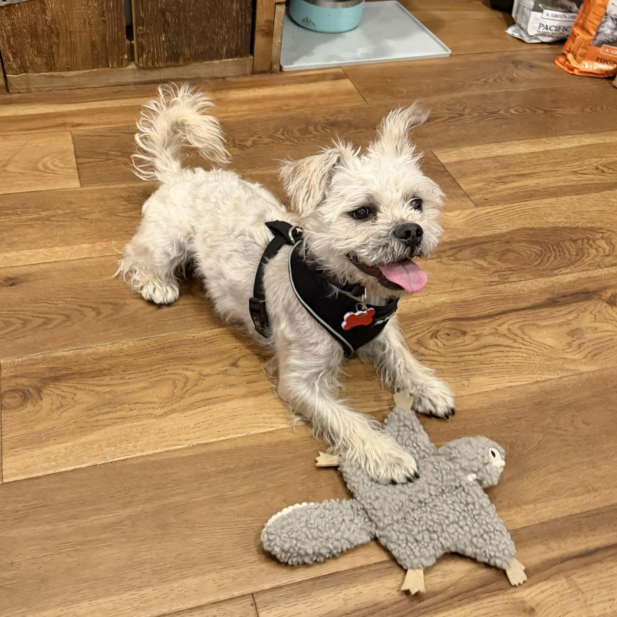 Enlarge Clifford, an adopted mixed breed in Boulder, CO image 4/5