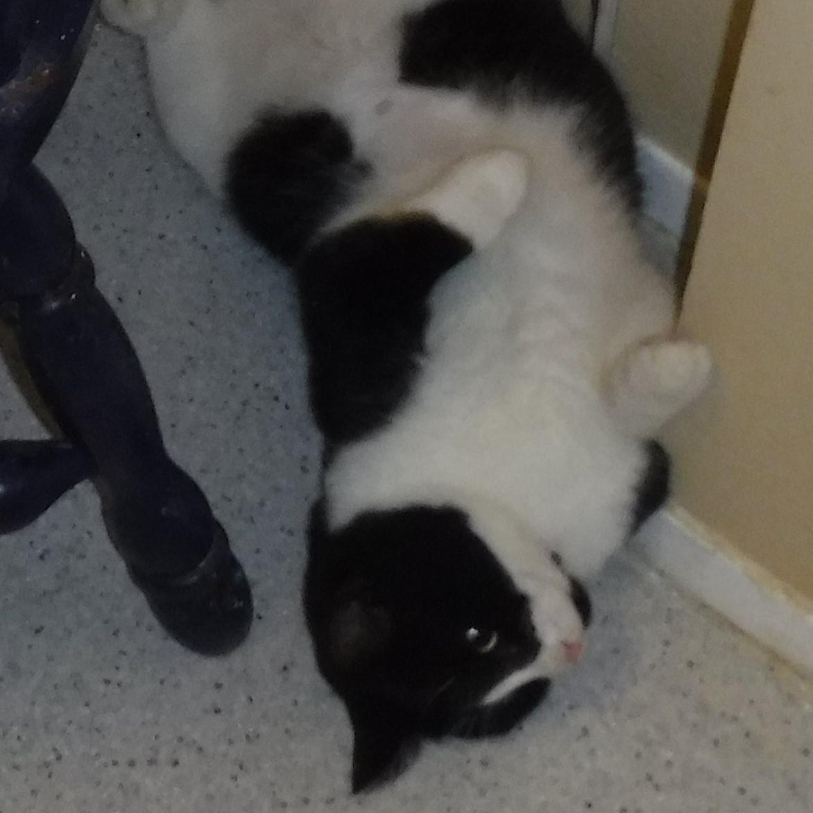 Claude  Big & thumbnail 4