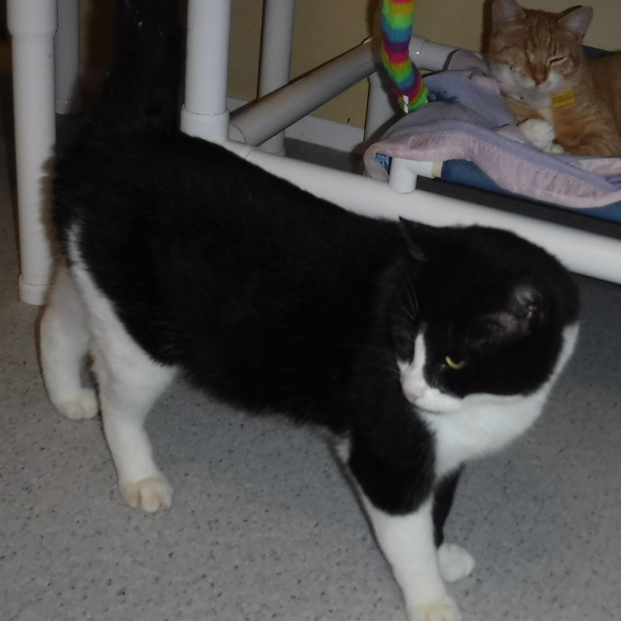 Claude - Big & Confident