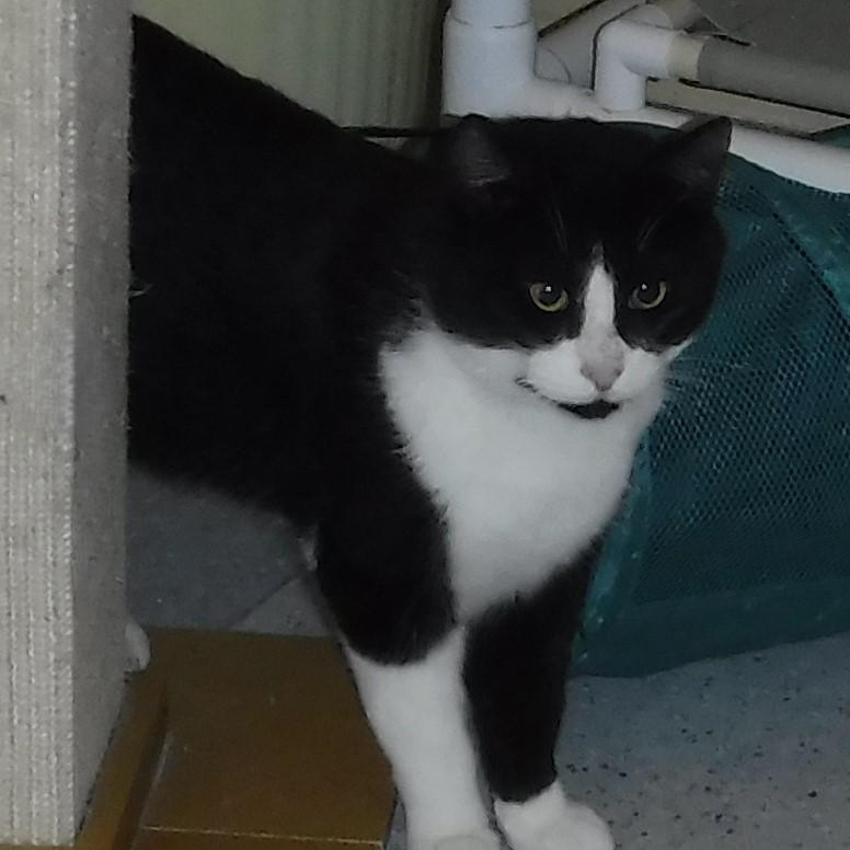 Claude - Big & Confident