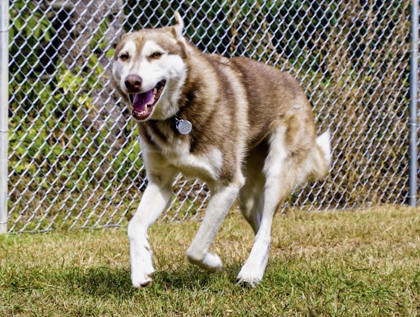 Shiba, Adopted, Adult Female Husky.