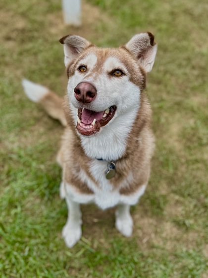 Enlarge Shiba, a Adopted mixed breed in Wautoma, WI image 2/3